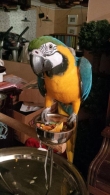 Tame-Blue-and-Gold-Macaw-Parrots-With-Cage-and-Toys